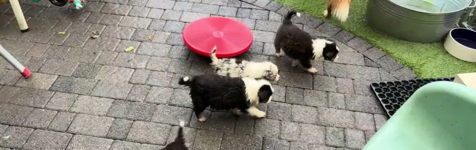 Rosy-Andy-Arbeit-Arbeit-Beitragsbild.jpg Rosy-Andy-Arbeit-Arbeit-Beitragsbild.jpg