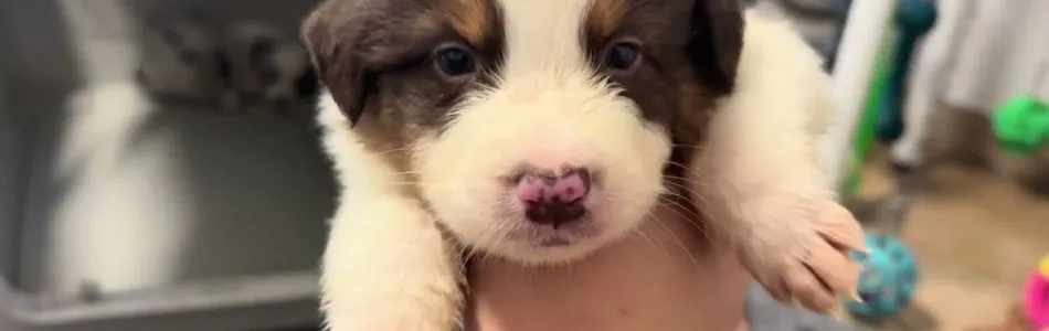 Rosy-Andy-Black-tri-ruede-sucht-Zuhause-und-Silvester-Beitragsbild.jpg Rosy-Andy-Black-tri-ruede-sucht-Zuhause-und-Silvester-Beitragsbild.jpg