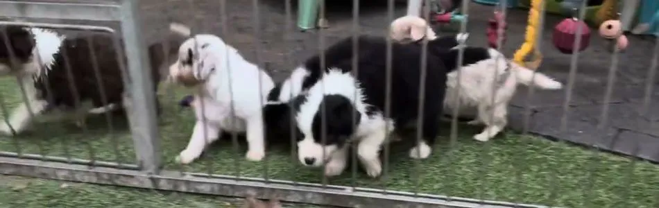 Rosy-Andy-Guten-Morgen-Beitragsbild.jpg Rosy-Andy-Guten-Morgen-Beitragsbild.jpg