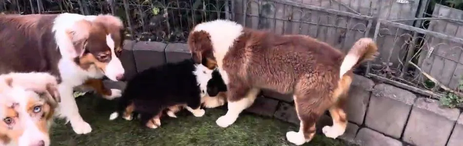 Rosy-Andy-Rudel-Droehnung-Beitragsbild.jpg Rosy-Andy-Rudel-Droehnung-Beitragsbild.jpg