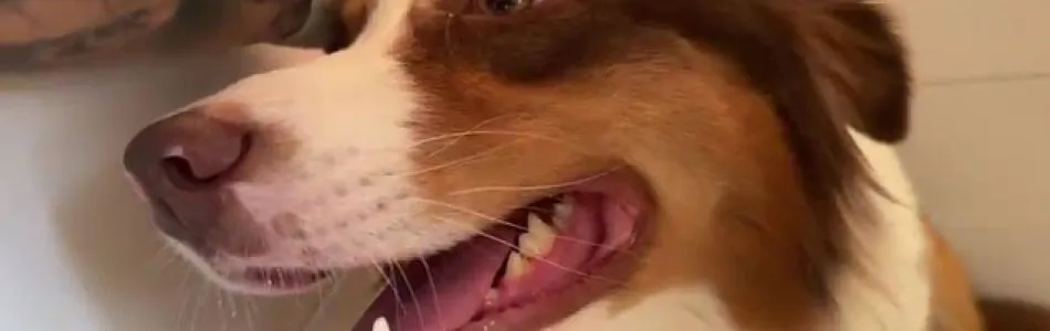 Disney-Cabby-Disney-Welpen-Beitragsbild.jpg Disney-Cabby-Disney-Welpen-Beitragsbild.jpg