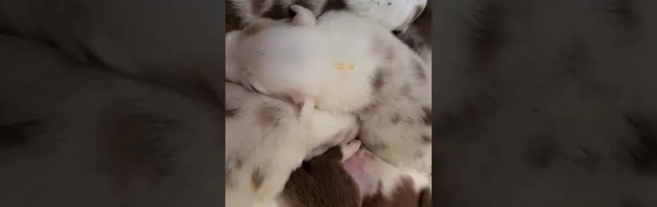 Disney-Cabby-Knuddels-Beitragsbild.jpg Disney-Cabby-Knuddels-Beitragsbild.jpg