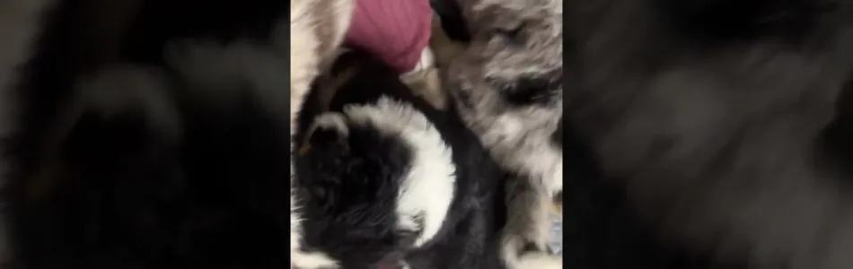 Muffelpuff-Kenobi-Babys-Beitragsbild.jpg