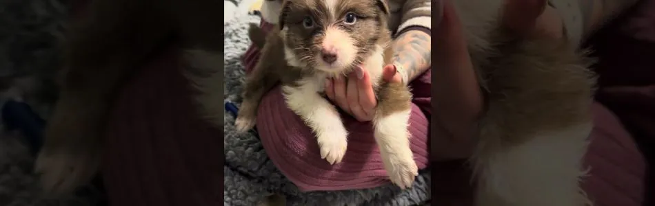 Muffelpuff-Kenobi-Krallenschneiden-Kaemmen-Beitragsbild.jpg Muffelpuff-Kenobi-Krallenschneiden-Kaemmen-Beitragsbild.jpg