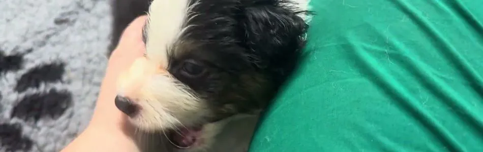 Quietschie-Captain-2-Puppys-Beitragsbild.jpg Quietschie-Captain-2-Puppys-Beitragsbild.jpg