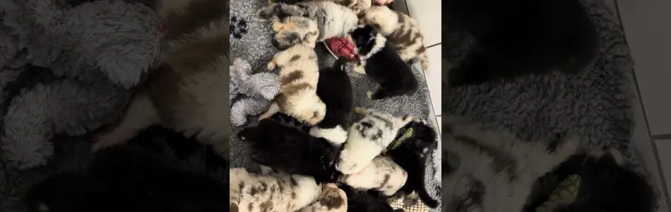 Quietschie-Captain-2-Schmackofatzis-Beitragsbild.jpg Quietschie-Captain-2-Schmackofatzis-Beitragsbild.jpg