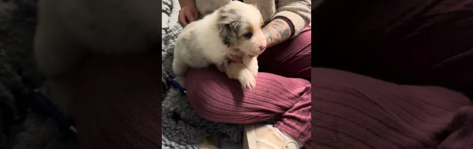 Shiny-Tiger-2-Kaemmen-Krallenschbeiden-Beitragsbild.jpg Shiny-Tiger-2-Kaemmen-Krallenschbeiden-Beitragsbild.jpg