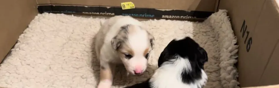 Shiny-Tiger-2-Versandfertig-Beitragsbild.jpg Shiny-Tiger-2-Versandfertig-Beitragsbild.jpg