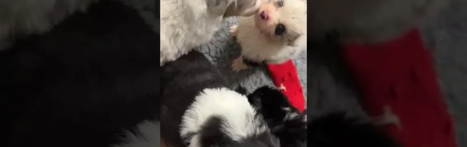 Shiny-Tiger-2-Wer-sind-die-neuen-denn-Beitragsbild.jpg Shiny-Tiger-2-Wer-sind-die-neuen-denn-Beitragsbild.jpg