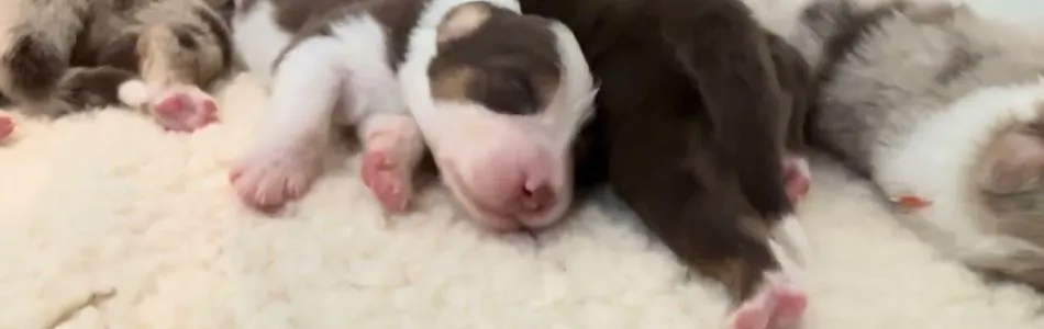 Cuddles-Don-15-Wochen-alt-Beitragsbild.jpg