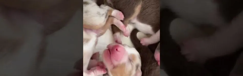 Cuddles-Don-3-Tage-jung-Beitragsbild.jpg