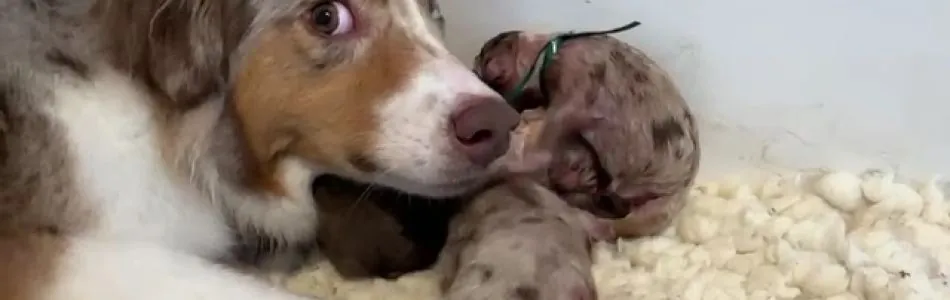 Cuddles-Don-Cuddles-geburt-Beitragsbild.jpg