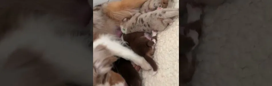 Cuddles-Don-Guten-Morgen-Beitragsbild.jpg