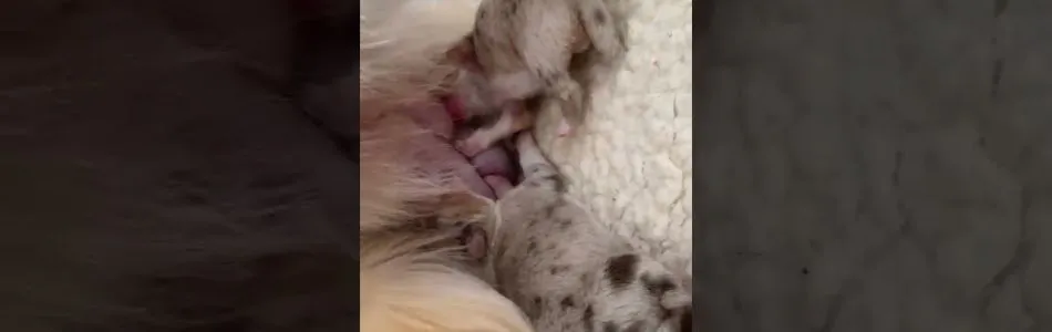Cuddles-Don-Heute-mit-sauge-Sound-Beitragsbild.jpg