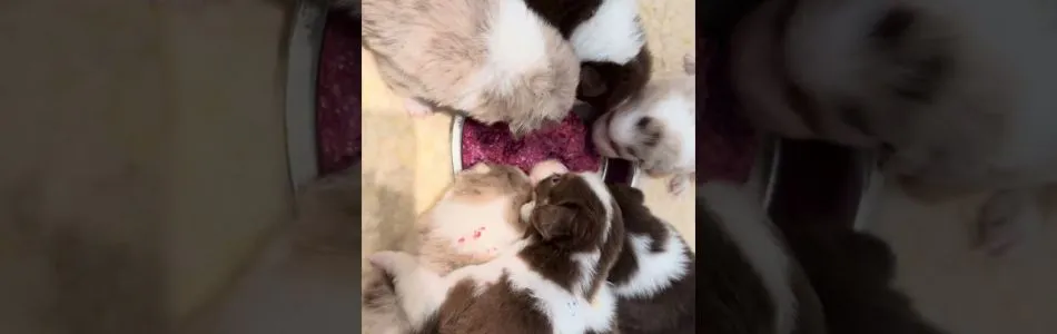 Cuddles-Don-Schmackofatzis-Beitragsbild.jpg