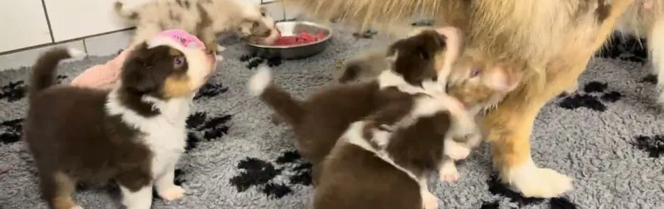 Cuddles-Don-Umzug-in-den-Auslauf-Beitragsbild.jpg