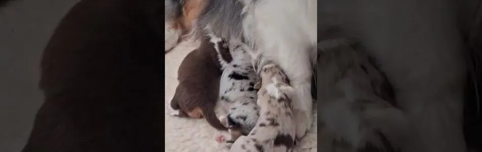 Fleur-Fox-Simone-unterhaelt-uns-Beitragsbild.jpg