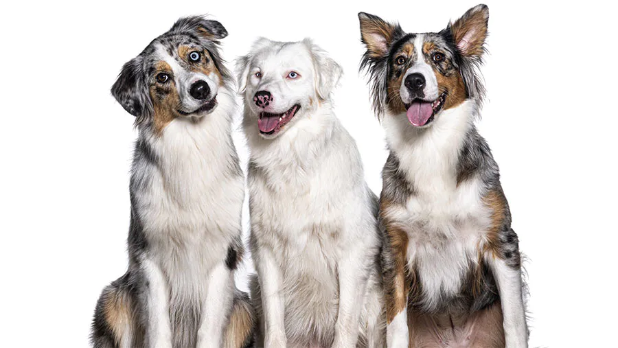 Bringing a Dog into the United States | Bringing an Animal into U.S. | Importation | CDC