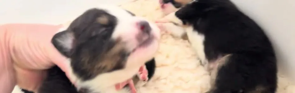 Winny-Barron-Die-kleinen-Winnie-puhs-Beitragsbild.jpg