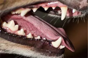 Ein erwachsener Aussie hat ein Scherengebiss mit 42 Zähnen. Es befinden sich 20 Zähne im oberen und 22 im unteren Kiefer. Der Begriff Scherengebiss bedeutet, dass die Fangzähne knapp aneinander vorbei laufen, also aussehen wie eine geschlossene Schere.