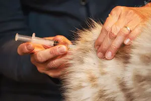 Impfung - Yellowstone Australian Shepherds