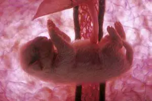 Grafische Darstellung der Entwicklung eines Welpen im Mutterleib der Hündin mit vielen Hintergrundinformationen.