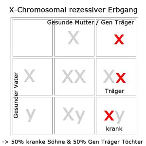 x-chromosomal-rezessiv-1
